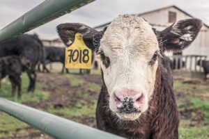 calf, cow, farm animal-362170.jpg