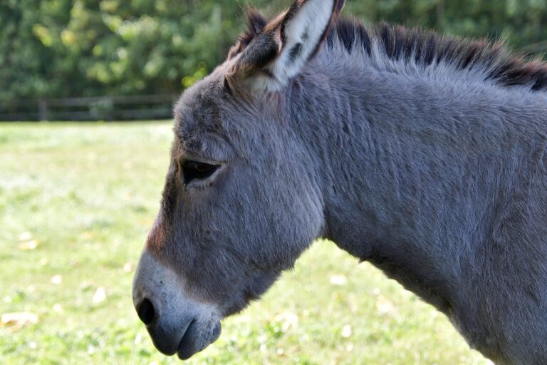 donkey, animal, portrait-6962981.jpg