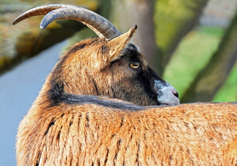 goat, horned, goat horns-1388962.jpg