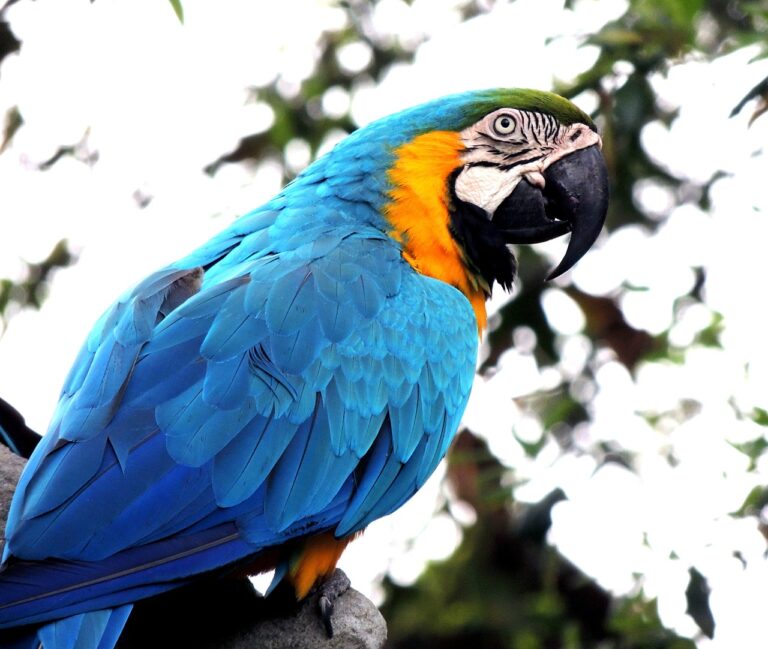 macaw, bird, animal-410144.jpg