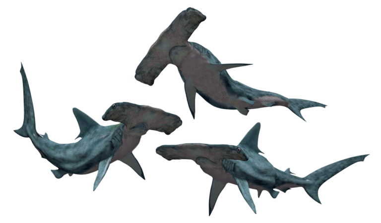 shark, sharks, hammerhead-3369710.jpg