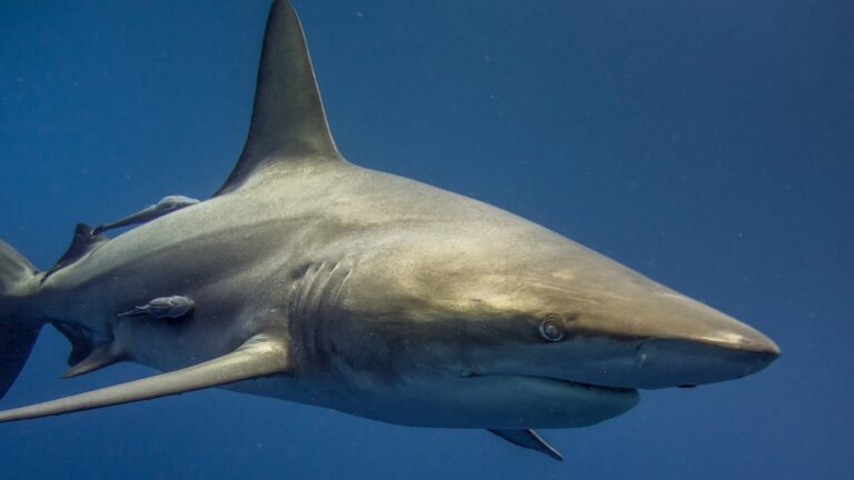 shark, south africa, africa-5024680.jpg