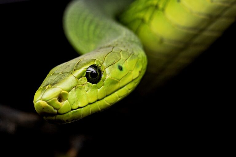 snake, reptile, tree snake-3979601.jpg