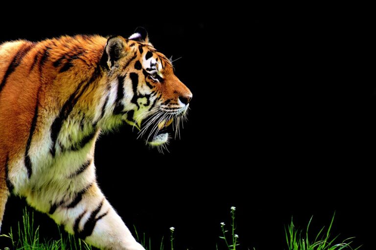 tiger, predator, fur-2320819.jpg